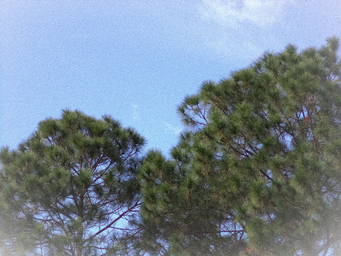 Pine canopy representing long-term family stewardship